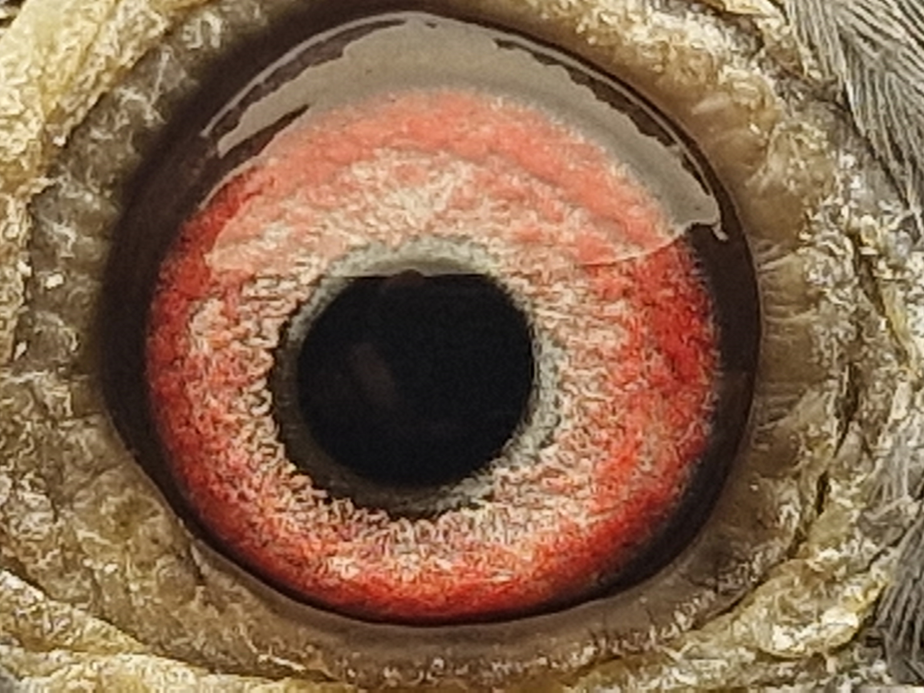 Pigeon eye